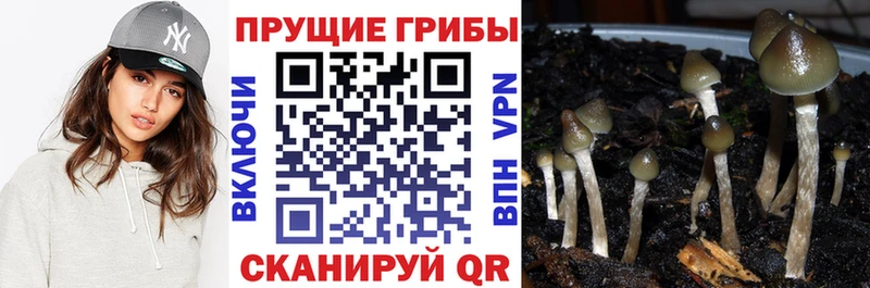 нарко площадка телеграм хочу наркоту Новый Оскол Псилоцибиновые грибы мицелий